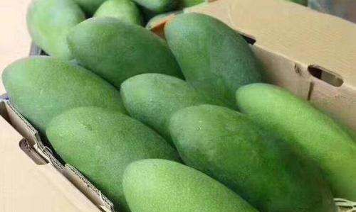 怎么判断青芒熟没熟,青芒果怎么让它熟图2