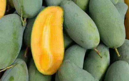怎么判断青芒熟没熟,青芒果怎么让它熟图3