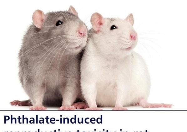 塑料袋的危害，塑料袋装食物，对身体危害真的很大吗？图3