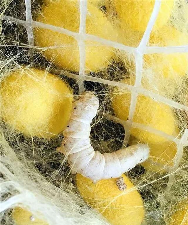 你小时候养过蚕吗图5