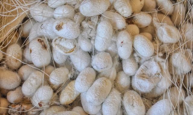 你小时候养过蚕吗图3