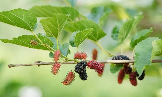 你小时候养过蚕吗图2