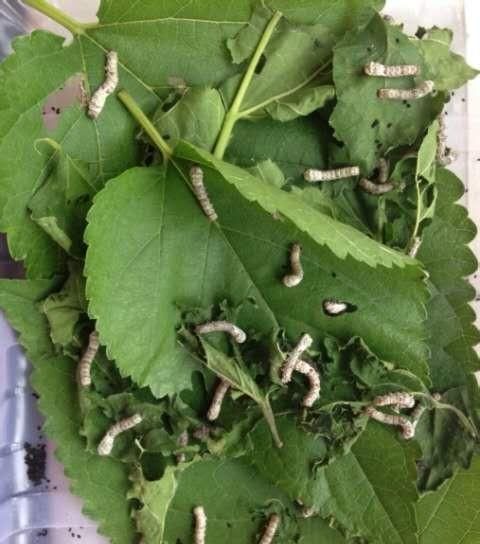 你小时候养过蚕吗图10