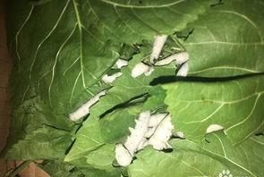 你小时候养过蚕吗图9