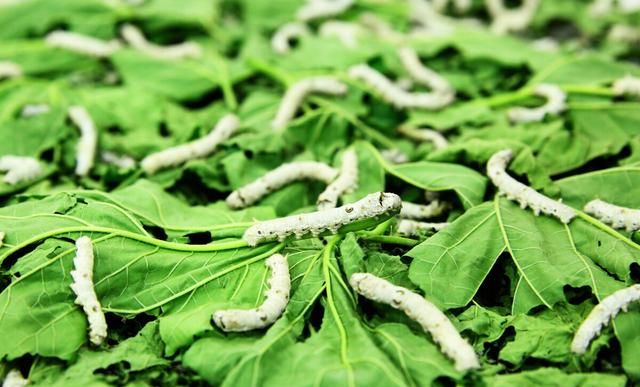 你小时候养过蚕吗图1