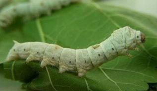 你小时候养过蚕吗图8