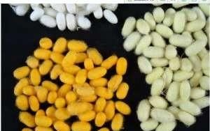 你小时候养过蚕吗图7