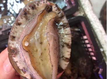 鲍鱼壳很脏怎么炖汤,鲍鱼壳怎样煲汤喝图13