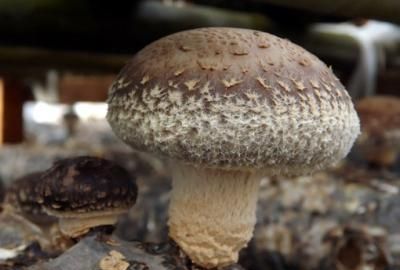 新鲜香菇放冰箱半个月了还能吃吗