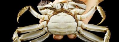 ​公母蟹有什么不一样，母蟹和公蟹有什么区别？