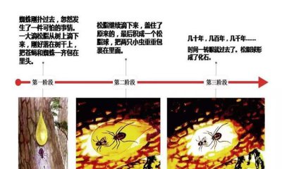 ​琥珀的形成，琥珀的形成过程是什么？
