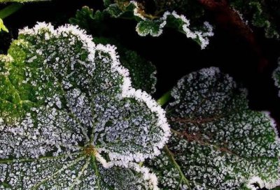 ​霜冻是什么意思(什么是霜冻)