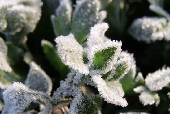 霜冻是什么意思(什么是霜冻)