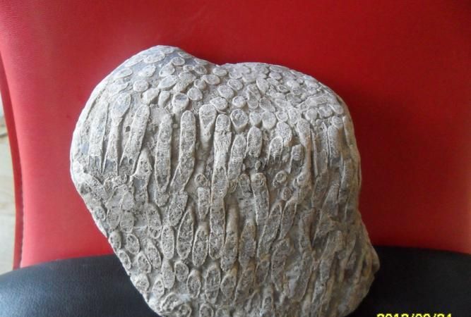 古生物化石都保存在哪些种类的岩石中呢