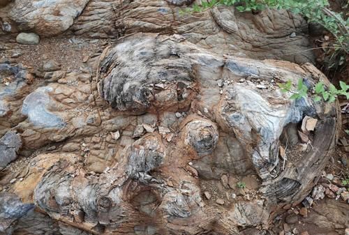 化石一般出现在什么中