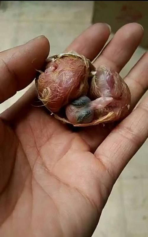 鸽子蛋正常保存多久还能抱窝