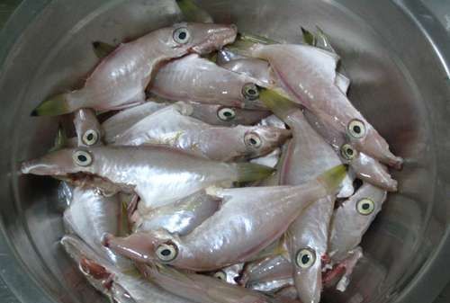 冷冻的扒皮鱼用处理吗