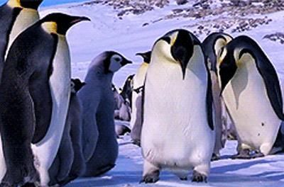 qq企鹅说打喷嚏鼻塞浑身痛流鼻涕发抖是什么病