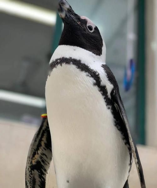 企鹅为什么流鼻涕