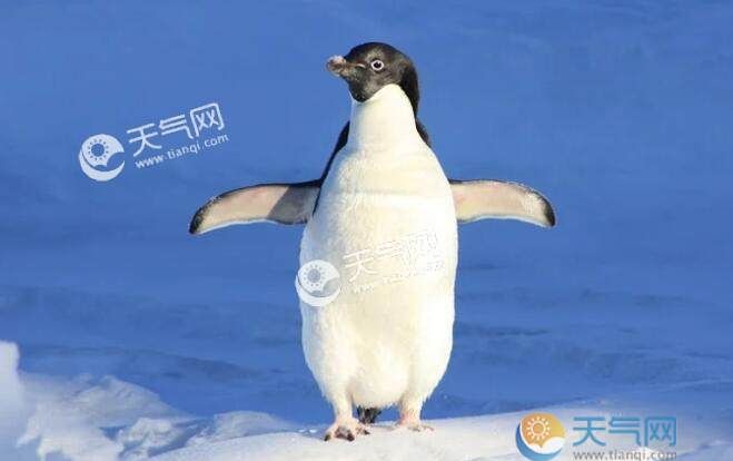 企鹅为什么会经常流鼻涕