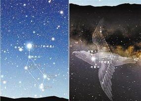 牛郎星属于什么星座?