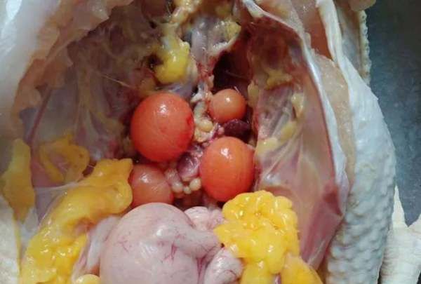 黄色的鸡油能吃,家养鸡是什么品种图1