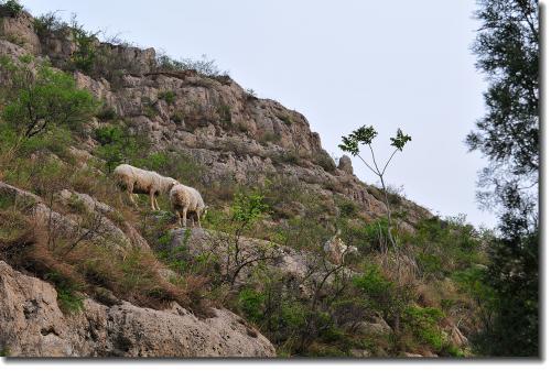 平阴县属于哪个市(山东平阴属于哪个市)