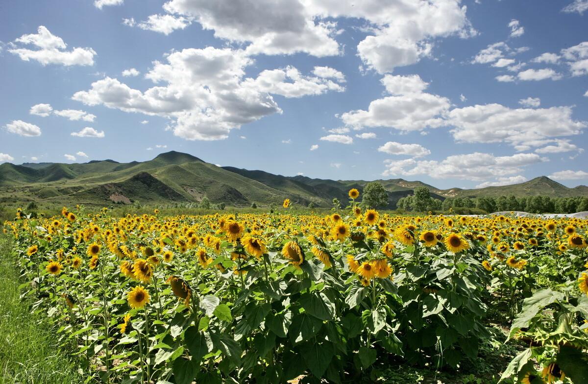 阿鲁科尔沁旗是哪个省哪个市(阿鲁科尔沁旗有几个乡镇)