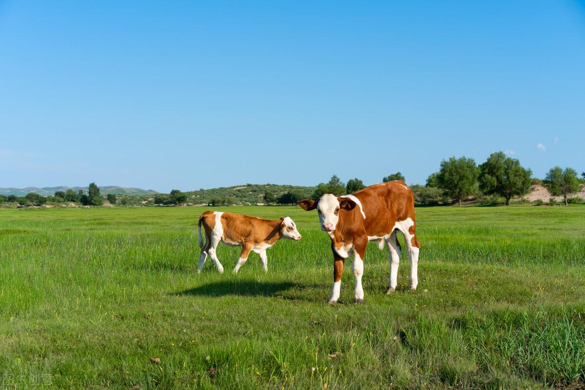 阿鲁科尔沁旗是哪个省哪个市(阿鲁科尔沁旗有几个乡镇)