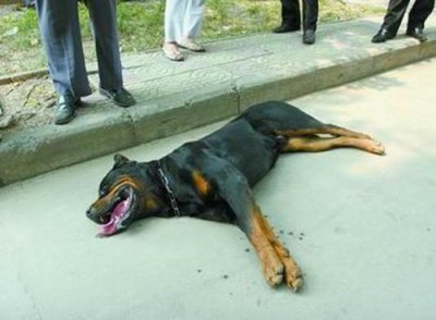 ​梦见把狗打死了是什么意思？梦见把狗打死了流了很多血