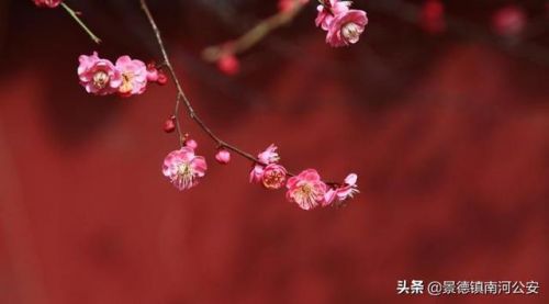 落红不是无情物全诗是什么意思(落红不是无情物全诗注解译文)-第1张图片-