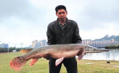 ​鳄雀鳝的天敌是谁（鳄雀鳝的天敌扬子鳄）
