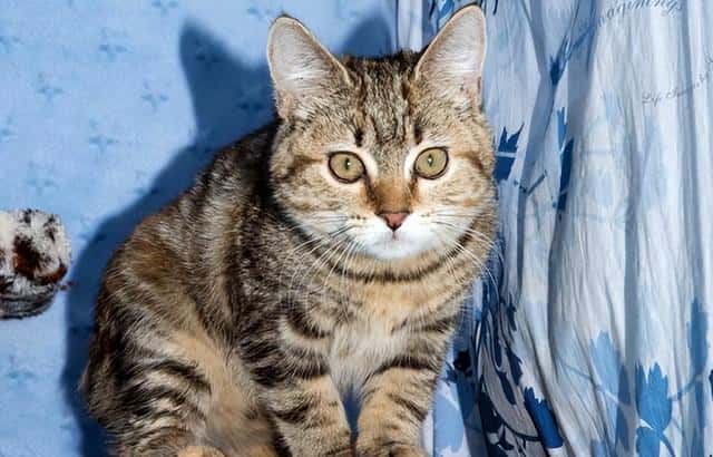 猫为啥不让碰尾巴(猫咪尾巴的作用)