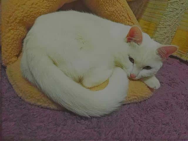 猫为啥不让碰尾巴(猫咪尾巴的作用)