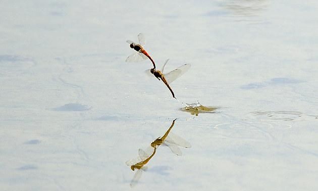 蜻蜓点水是指什么生肖动物