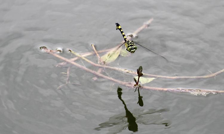蜻蜓点水是什么生物现象
