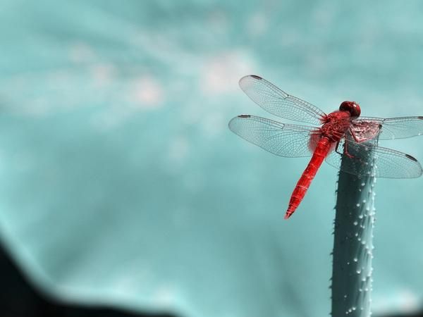 蜻蜓点水猜一个动物
