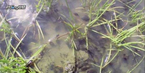 野生小蝌蚪吃什么,河里捞的小蝌蚪吃什么图1