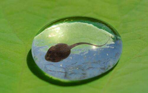 野生小蝌蚪吃什么,河里捞的小蝌蚪吃什么图3