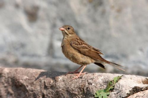 棕胁秋沙鸭是几级保护动物(棕肋秋沙鸭)-第2张图片-