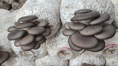 平菇栽培技术 食用菌,平菇栽培技术实验报告-第1张图片-