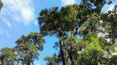 ​松树的特点和外貌描写(松树的特点和外貌描写和象征意义)