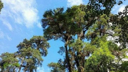 松树的特点和外貌描写(松树的特点和外貌描写和象征意义)-第1张图片-