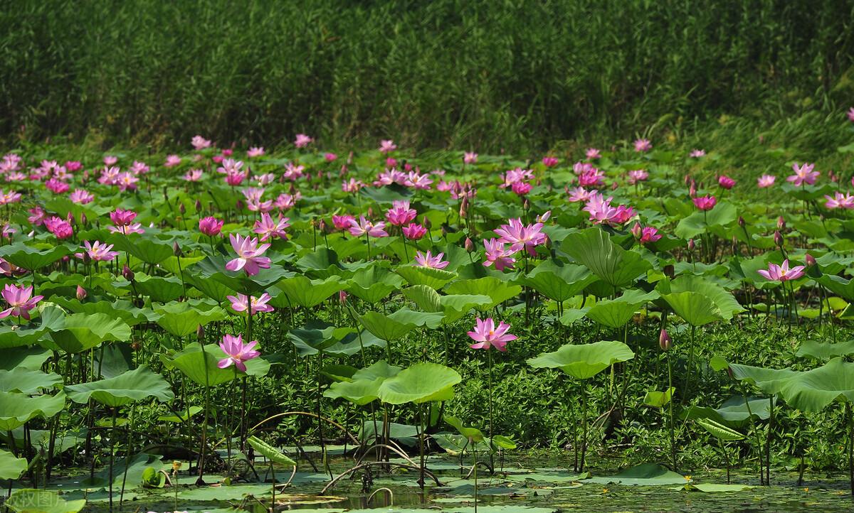 中国五大淡水湖是哪五个(分别在哪里)