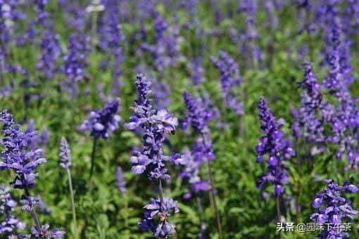 奇亚籽可以每天吃吗-（奇亚籽是什么）