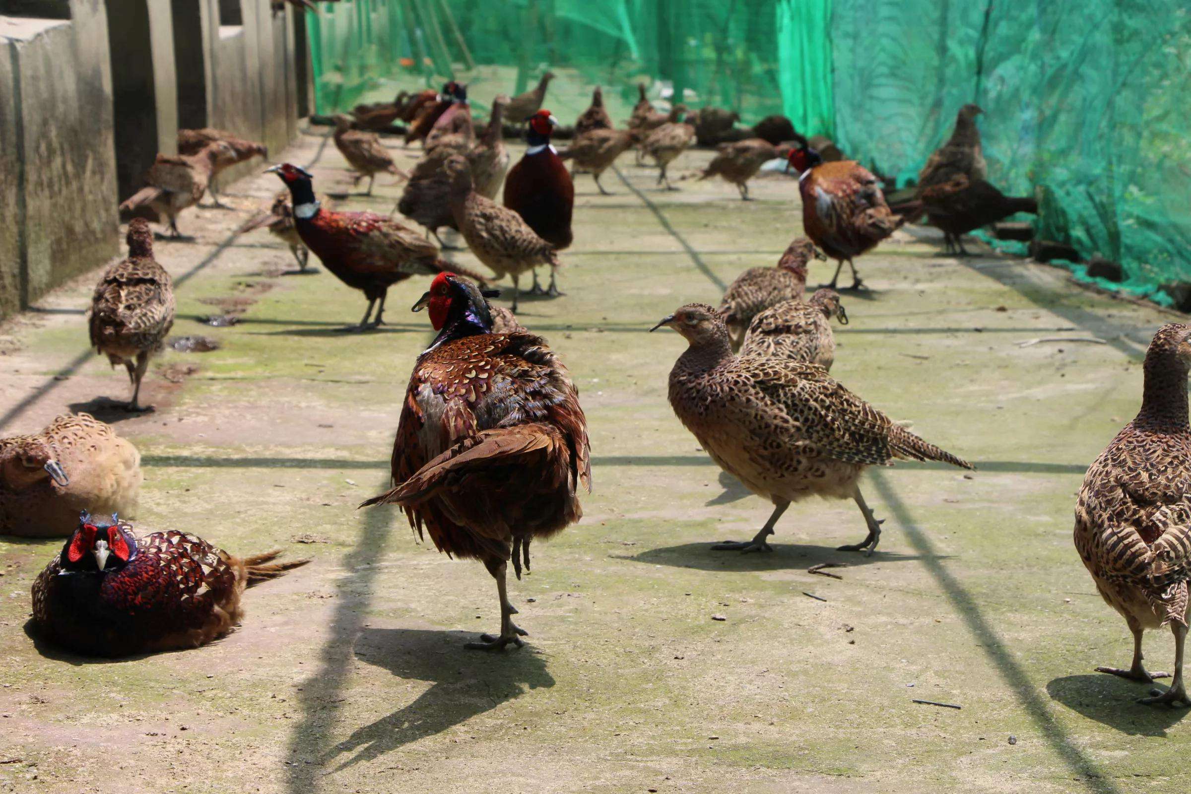 野鸡是不是属于国家保护动物（野鸡是保护动物吗）