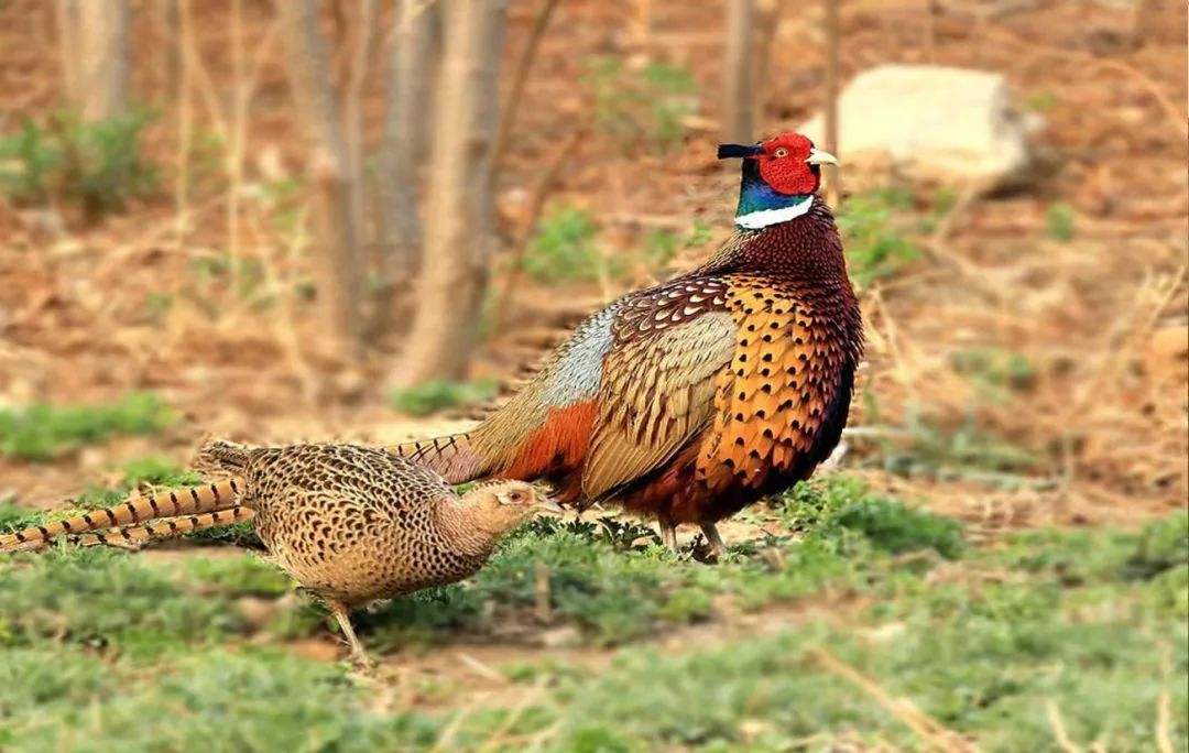 野鸡是不是属于国家保护动物（野鸡是保护动物吗）