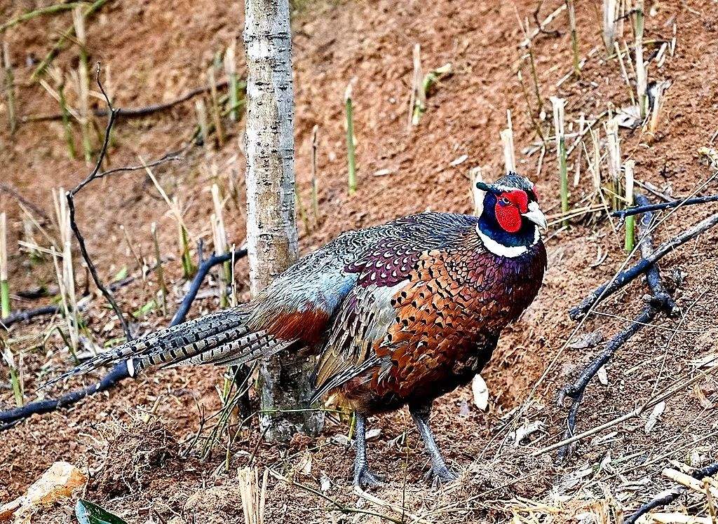 野鸡是不是属于国家保护动物（野鸡是保护动物吗）