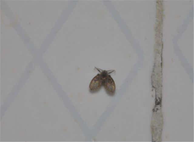 做到这2点就能彻底清除（为什么厕所有小飞虫什么原因）