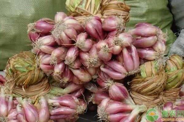 中药红葱头的功效与作用 食用方法（红葱头的功效与作用）